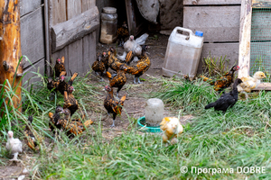 Thumb %d0%9a%d0%be%d0%bd%d1%82%d0%b0%d0%ba%d1%82%d0%bd%d0%b8%d0%b9 %d0%b7%d0%be%d0%be%d0%bf%d0%b0%d1%80%d0%ba %d0%bd%d0%b0 %d0%bf%d0%be%d0%b4%d0%b2%d1%96%d1%80 %d1%97 %d0%92%d0%b0%d1%81%d0%b8%d0%bb%d1%8f %d0%9e%d0%bb%d1%96%d0%b9%d0%bd%d0%b8%d0%ba%d0%b0  %d1%81%d0%b5%d0%bb%d0%be %d0%9a%d0%b0%d0%b1%d0%b0%d1%80%d1%96%d0%b2%d0%ba%d0%b0  %d0%97%d0%b1%d0%be%d1%80%d1%96%d0%b2%d1%81%d1%8c%d0%ba%d0%b0 %d0%b3%d1%80%d0%be%d0%bc%d0%b0%d0%b4%d0%b8  92 