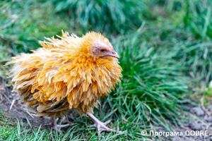 Thumb %d0%9a%d0%be%d0%bd%d1%82%d0%b0%d0%ba%d1%82%d0%bd%d0%b8%d0%b9 %d0%b7%d0%be%d0%be%d0%bf%d0%b0%d1%80%d0%ba %d0%bd%d0%b0 %d0%bf%d0%be%d0%b4%d0%b2%d1%96%d1%80 %d1%97 %d0%92%d0%b0%d1%81%d0%b8%d0%bb%d1%8f %d0%9e%d0%bb%d1%96%d0%b9%d0%bd%d0%b8%d0%ba%d0%b0  %d1%81%d0%b5%d0%bb%d0%be %d0%9a%d0%b0%d0%b1%d0%b0%d1%80%d1%96%d0%b2%d0%ba%d0%b0  %d0%97%d0%b1%d0%be%d1%80%d1%96%d0%b2%d1%81%d1%8c%d0%ba%d0%b0 %d0%b3%d1%80%d0%be%d0%bc%d0%b0%d0%b4%d0%b8  98 