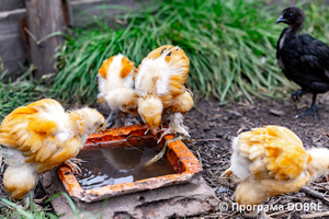 Thumb %d0%9a%d0%be%d0%bd%d1%82%d0%b0%d0%ba%d1%82%d0%bd%d0%b8%d0%b9 %d0%b7%d0%be%d0%be%d0%bf%d0%b0%d1%80%d0%ba %d0%bd%d0%b0 %d0%bf%d0%be%d0%b4%d0%b2%d1%96%d1%80 %d1%97 %d0%92%d0%b0%d1%81%d0%b8%d0%bb%d1%8f %d0%9e%d0%bb%d1%96%d0%b9%d0%bd%d0%b8%d0%ba%d0%b0  %d1%81%d0%b5%d0%bb%d0%be %d0%9a%d0%b0%d0%b1%d0%b0%d1%80%d1%96%d0%b2%d0%ba%d0%b0  %d0%97%d0%b1%d0%be%d1%80%d1%96%d0%b2%d1%81%d1%8c%d0%ba%d0%b0 %d0%b3%d1%80%d0%be%d0%bc%d0%b0%d0%b4%d0%b8  100 