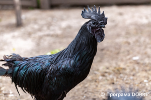 Thumb %d0%9a%d0%be%d0%bd%d1%82%d0%b0%d0%ba%d1%82%d0%bd%d0%b8%d0%b9 %d0%b7%d0%be%d0%be%d0%bf%d0%b0%d1%80%d0%ba %d0%bd%d0%b0 %d0%bf%d0%be%d0%b4%d0%b2%d1%96%d1%80 %d1%97 %d0%92%d0%b0%d1%81%d0%b8%d0%bb%d1%8f %d0%9e%d0%bb%d1%96%d0%b9%d0%bd%d0%b8%d0%ba%d0%b0  %d1%81%d0%b5%d0%bb%d0%be %d0%9a%d0%b0%d0%b1%d0%b0%d1%80%d1%96%d0%b2%d0%ba%d0%b0  %d0%97%d0%b1%d0%be%d1%80%d1%96%d0%b2%d1%81%d1%8c%d0%ba%d0%b0 %d0%b3%d1%80%d0%be%d0%bc%d0%b0%d0%b4%d0%b8  104 