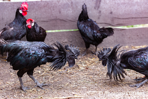 Thumb %d0%9a%d0%be%d0%bd%d1%82%d0%b0%d0%ba%d1%82%d0%bd%d0%b8%d0%b9 %d0%b7%d0%be%d0%be%d0%bf%d0%b0%d1%80%d0%ba %d0%bd%d0%b0 %d0%bf%d0%be%d0%b4%d0%b2%d1%96%d1%80 %d1%97 %d0%92%d0%b0%d1%81%d0%b8%d0%bb%d1%8f %d0%9e%d0%bb%d1%96%d0%b9%d0%bd%d0%b8%d0%ba%d0%b0  %d1%81%d0%b5%d0%bb%d0%be %d0%9a%d0%b0%d0%b1%d0%b0%d1%80%d1%96%d0%b2%d0%ba%d0%b0  %d0%97%d0%b1%d0%be%d1%80%d1%96%d0%b2%d1%81%d1%8c%d0%ba%d0%b0 %d0%b3%d1%80%d0%be%d0%bc%d0%b0%d0%b4%d0%b8  106 