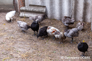 Thumb %d0%9a%d0%be%d0%bd%d1%82%d0%b0%d0%ba%d1%82%d0%bd%d0%b8%d0%b9 %d0%b7%d0%be%d0%be%d0%bf%d0%b0%d1%80%d0%ba %d0%bd%d0%b0 %d0%bf%d0%be%d0%b4%d0%b2%d1%96%d1%80 %d1%97 %d0%92%d0%b0%d1%81%d0%b8%d0%bb%d1%8f %d0%9e%d0%bb%d1%96%d0%b9%d0%bd%d0%b8%d0%ba%d0%b0  %d1%81%d0%b5%d0%bb%d0%be %d0%9a%d0%b0%d0%b1%d0%b0%d1%80%d1%96%d0%b2%d0%ba%d0%b0  %d0%97%d0%b1%d0%be%d1%80%d1%96%d0%b2%d1%81%d1%8c%d0%ba%d0%b0 %d0%b3%d1%80%d0%be%d0%bc%d0%b0%d0%b4%d0%b8  107 