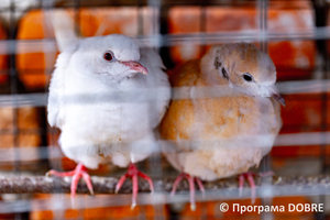 Thumb %d0%9a%d0%be%d0%bd%d1%82%d0%b0%d0%ba%d1%82%d0%bd%d0%b8%d0%b9 %d0%b7%d0%be%d0%be%d0%bf%d0%b0%d1%80%d0%ba %d0%bd%d0%b0 %d0%bf%d0%be%d0%b4%d0%b2%d1%96%d1%80 %d1%97 %d0%92%d0%b0%d1%81%d0%b8%d0%bb%d1%8f %d0%9e%d0%bb%d1%96%d0%b9%d0%bd%d0%b8%d0%ba%d0%b0  %d1%81%d0%b5%d0%bb%d0%be %d0%9a%d0%b0%d0%b1%d0%b0%d1%80%d1%96%d0%b2%d0%ba%d0%b0  %d0%97%d0%b1%d0%be%d1%80%d1%96%d0%b2%d1%81%d1%8c%d0%ba%d0%b0 %d0%b3%d1%80%d0%be%d0%bc%d0%b0%d0%b4%d0%b8  115 