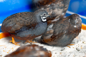 Thumb %d0%9a%d0%be%d0%bd%d1%82%d0%b0%d0%ba%d1%82%d0%bd%d0%b8%d0%b9 %d0%b7%d0%be%d0%be%d0%bf%d0%b0%d1%80%d0%ba %d0%bd%d0%b0 %d0%bf%d0%be%d0%b4%d0%b2%d1%96%d1%80 %d1%97 %d0%92%d0%b0%d1%81%d0%b8%d0%bb%d1%8f %d0%9e%d0%bb%d1%96%d0%b9%d0%bd%d0%b8%d0%ba%d0%b0  %d1%81%d0%b5%d0%bb%d0%be %d0%9a%d0%b0%d0%b1%d0%b0%d1%80%d1%96%d0%b2%d0%ba%d0%b0  %d0%97%d0%b1%d0%be%d1%80%d1%96%d0%b2%d1%81%d1%8c%d0%ba%d0%b0 %d0%b3%d1%80%d0%be%d0%bc%d0%b0%d0%b4%d0%b8  116 