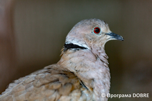 Контактний зоопарк Василя Олійника, село Кабарівка, Зборівської громади