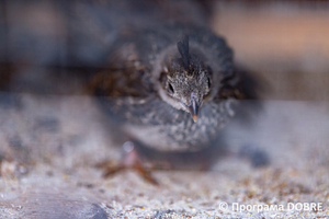 Контактний зоопарк Василя Олійника, село Кабарівка, Зборівської громади