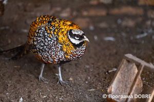 Контактний зоопарк Василя Олійника, село Кабарівка, Зборівської громади