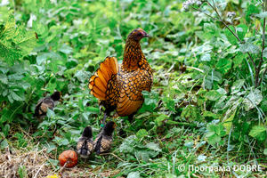 Контактний зоопарк Василя Олійника, село Кабарівка, Зборівської громади