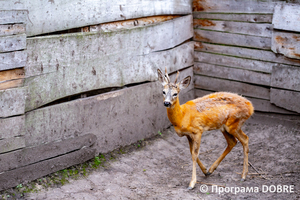 Контактний зоопарк Василя Олійника, село Кабарівка, Зборівської громади