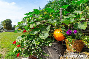 Церква Новомучеників (костел св. Анни ХVІІІ ст), місто Зборів, Зборівської громади