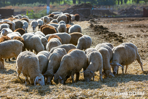 Гуляйпільска ТГ, ТОВ Сільськогосподарське підприємство «Діло СК-Агро», село Рівнопілля