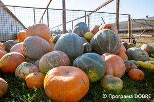 Гуляйпільска ТГ, ТОВ Сільськогосподарське підприємство «Діло СК-Агро», село Рівнопілля