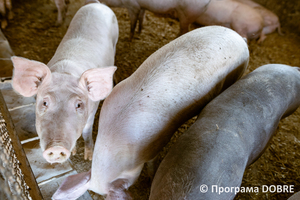 Гуляйпільска ТГ, ТОВ Сільськогосподарське підприємство «Діло СК-Агро», село Рівнопілля