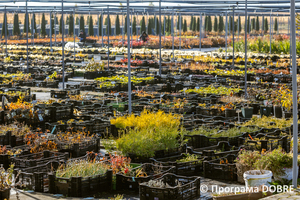 Thumb %d0%9f%d1%96%d0%b4%d0%bf%d1%80%d0%b8%d1%94%d0%bc%d1%81%d1%82%d0%b2%d0%be %d0%b7 %d0%bf%d1%80%d0%be%d1%80%d0%be%d1%89%d1%83%d0%b2%d0%b0%d0%bd%d0%bd%d1%8f %d1%82%d0%b0 %d0%bf%d1%80%d0%be%d0%b4%d0%b0%d0%b6%d1%83 %d1%80%d0%be%d1%81%d0%bb%d0%b8%d0%bd  florium   2 