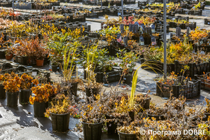 Thumb %d0%9f%d1%96%d0%b4%d0%bf%d1%80%d0%b8%d1%94%d0%bc%d1%81%d1%82%d0%b2%d0%be %d0%b7 %d0%bf%d1%80%d0%be%d1%80%d0%be%d1%89%d1%83%d0%b2%d0%b0%d0%bd%d0%bd%d1%8f %d1%82%d0%b0 %d0%bf%d1%80%d0%be%d0%b4%d0%b0%d0%b6%d1%83 %d1%80%d0%be%d1%81%d0%bb%d0%b8%d0%bd  florium   5 