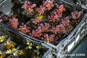 Thumb %d0%9f%d1%96%d0%b4%d0%bf%d1%80%d0%b8%d1%94%d0%bc%d1%81%d1%82%d0%b2%d0%be %d0%b7 %d0%bf%d1%80%d0%be%d1%80%d0%be%d1%89%d1%83%d0%b2%d0%b0%d0%bd%d0%bd%d1%8f %d1%82%d0%b0 %d0%bf%d1%80%d0%be%d0%b4%d0%b0%d0%b6%d1%83 %d1%80%d0%be%d1%81%d0%bb%d0%b8%d0%bd  florium   17 