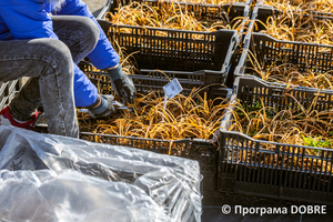 Thumb %d0%9f%d1%96%d0%b4%d0%bf%d1%80%d0%b8%d1%94%d0%bc%d1%81%d1%82%d0%b2%d0%be %d0%b7 %d0%bf%d1%80%d0%be%d1%80%d0%be%d1%89%d1%83%d0%b2%d0%b0%d0%bd%d0%bd%d1%8f %d1%82%d0%b0 %d0%bf%d1%80%d0%be%d0%b4%d0%b0%d0%b6%d1%83 %d1%80%d0%be%d1%81%d0%bb%d0%b8%d0%bd  florium   10 