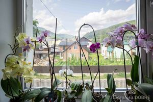 Усть-Путильська сільська рада, Усть-Путильська громада