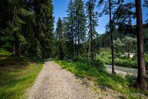 Усть-Путильське лісництво, Усть-Путильська громада