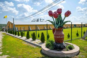 Селянське фермерське господарство «Тюльпан» в селі Бурканів, Золотниківська громада