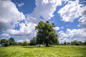 Краєвиди села Риботин, Коропська громада