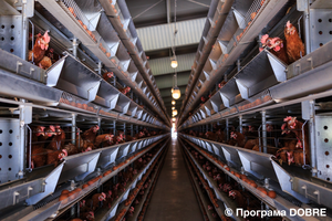 Великогаївська об’єднана громада: Цех ПАТ Птахофабрика Тернопіль 