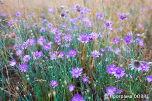 Краєвиди Присиваської ОТГ