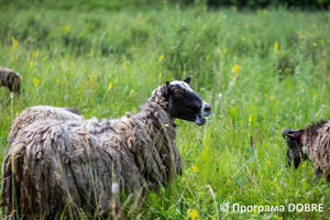 Thumb %d0%97%d0%b0%d0%bf%d0%be%d0%b2%d1%96%d0%b4%d0%bd%d0%b0 %d0%b7%d0%be%d0%bd%d0%b0 %d1%83%d1%80%d0%be%d1%87%d0%b8%d1%89%d0%b5  %d0%91%d0%be%d1%87%d0%ba%d0%b8   %d1%81%d0%b5%d0%bb%d0%be %d0%9a%d0%b0%d0%bb%d0%b8%d0%bd%d1%96%d0%b2%d0%ba%d0%b0  %d0%94%d0%bc%d0%b8%d1%82%d1%80%d1%96%d0%b2%d1%81%d1%8c%d0%ba%d0%b0 %d0%b3%d1%80%d0%be%d0%bc%d0%b0%d0%b4%d0%b0  13 