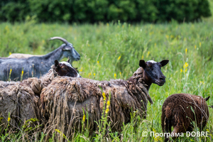 Thumb %d0%97%d0%b0%d0%bf%d0%be%d0%b2%d1%96%d0%b4%d0%bd%d0%b0 %d0%b7%d0%be%d0%bd%d0%b0 %d1%83%d1%80%d0%be%d1%87%d0%b8%d1%89%d0%b5  %d0%91%d0%be%d1%87%d0%ba%d0%b8   %d1%81%d0%b5%d0%bb%d0%be %d0%9a%d0%b0%d0%bb%d0%b8%d0%bd%d1%96%d0%b2%d0%ba%d0%b0  %d0%94%d0%bc%d0%b8%d1%82%d1%80%d1%96%d0%b2%d1%81%d1%8c%d0%ba%d0%b0 %d0%b3%d1%80%d0%be%d0%bc%d0%b0%d0%b4%d0%b0  14 