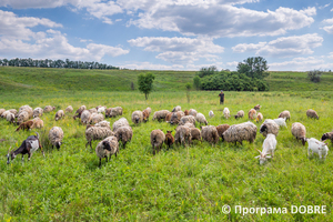 Заповідна зона урочище «Бочки», село Калинівка, Дмитрівська громада
