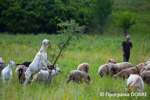 Заповідна зона урочище «Бочки», село Калинівка, Дмитрівська громада