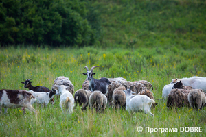 Заповідна зона урочище «Бочки», село Калинівка, Дмитрівська громада