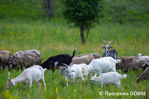 Заповідна зона урочище «Бочки», село Калинівка, Дмитрівська громада