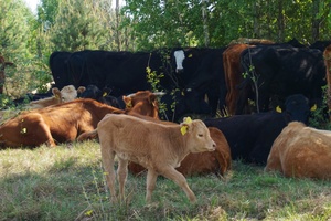 У Поворській ОТГ вирощують м’ясні породи корів