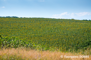 Фермерське господарство «Росток», село Цибулеве, Дмитрівська громада