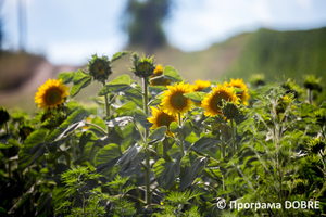 Фермерське господарство «Росток», село Цибулеве, Дмитрівська громада