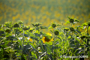 Фермерське господарство «Росток», село Цибулеве, Дмитрівська громада