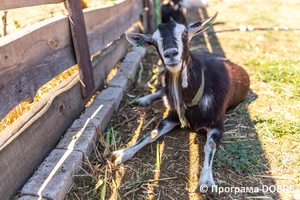 Thumb %d0%95%d0%ba%d0%be %d1%84%d0%b5%d1%80%d0%bc%d0%b0 %d0%9b%d0%b8%d0%bc%d0%b0%d0%bd%d1%81%d1%8c%d0%ba%d0%b0 %d0%ba%d0%be%d0%b7%d0%b0  %d1%81%d0%b5%d0%bb%d0%be %d0%a1%d1%82%d0%b0%d0%bd%d1%96%d1%81%d0%bb%d0%b0%d0%b2  %d0%a1%d1%82%d0%b0%d0%bd%d1%96%d1%81%d0%bb%d0%b0%d0%b2%d1%81%d1%8c%d0%ba%d0%b0 %d0%b3%d1%80%d0%be%d0%bc%d0%b0%d0%b4%d0%b0  34 