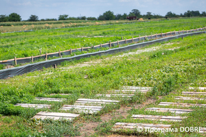 Thumb %d0%a1%d1%96%d0%bc%d0%b5%d0%b9%d0%bd%d0%b5 %d1%84%d0%b5%d1%80%d0%bc%d0%b5%d1%80%d1%81%d1%8c%d0%ba%d0%b5 %d0%b3%d0%be%d1%81%d0%bf%d0%be%d0%b4%d0%b0%d1%80%d1%81%d1%82%d0%b2%d0%be %d0%9f%d0%b0%d0%bd %d1%80%d0%b0%d0%b2%d0%bb%d0%b8%d0%ba  %d0%93%d0%b0%d0%bb%d0%b8%d1%86%d0%b8%d0%bd%d1%96%d0%b2%d1%81%d1%8c%d0%ba%d0%b0 %d0%b3%d1%80%d0%be%d0%bc%d0%b0%d0%b4%d0%b0  9 