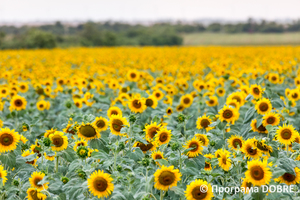 Соняшникове поле за селом Лупареве, Галицинівська громада