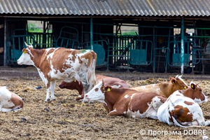 Thumb %d0%a4%d0%b5%d1%80%d0%bc%d0%b0 %d0%a1%d0%a2%d0%9e%d0%92  %d0%9f%d0%b5%d1%80%d1%88%d0%b5 %d0%a2%d1%80%d0%b0%d0%b2%d0%bd%d1%8f   %d1%81%d0%b5%d0%bb%d0%be %d0%a1%d0%b2%d1%96%d1%82%d0%bb%d0%b8%d1%87%d0%bd%d0%b5  %d0%97%d0%be%d0%bb%d0%be%d1%87%d1%96%d0%b2%d1%81%d1%8c%d0%ba%d0%b0 %d0%b3%d1%80%d0%be%d0%bc%d0%b0%d0%b4%d0%b0  16 