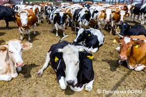 Ферма СТОВ «Перше Травня», село Світличне, Золочівська громада