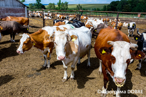 Ферма СТОВ «Перше Травня», село Світличне, Золочівська громада